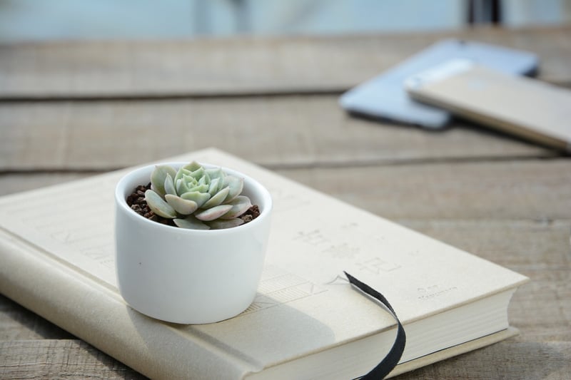 Mini Succulents